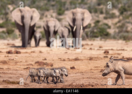 Afrikanische Elefanten (Loxodonta Africana) überraschen eine Warzenschwein (Phacochoerus Aethiopicus) Familie, Addo Nationalpark, Südafrika Stockfoto
