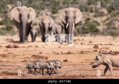 Afrikanische Elefanten (Loxodonta Africana) überraschen eine Warzenschwein (Phacochoerus Aethiopicus) Familie, Addo Nationalpark, Südafrika Stockfoto