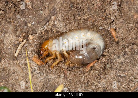 Skarabäen, Skarabäus-Käfer, Larve, Larven, grub, Engerling, Käferlarve, Larve, Blatthornkäfer, Scarabaeidae Blatthornkäfer Stockfoto