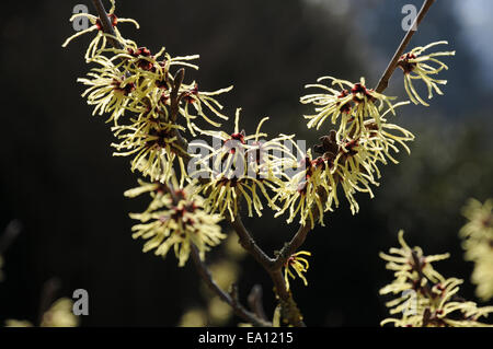 Witchhazel Stockfoto