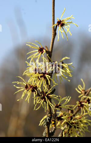 Witchhazel Stockfoto