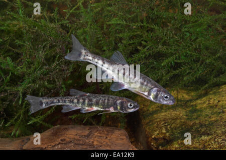 Elritze, Elritze, Pfrille, Phoxinus phoxinus Stockfoto