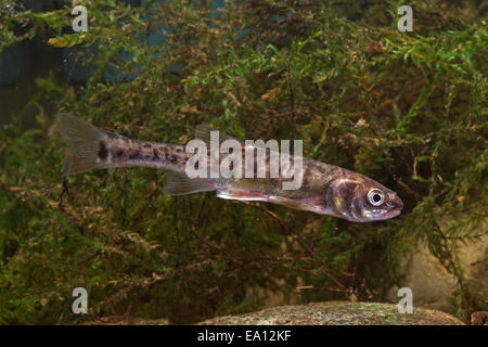 Elritze, Elritze, Pfrille, Phoxinus phoxinus Stockfoto