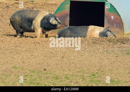 Zwei Schweine in Freilandhaltung Stockfoto