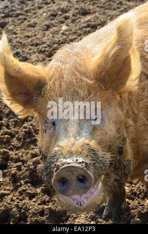 Nahaufnahme von Schweinekopf Stockfoto