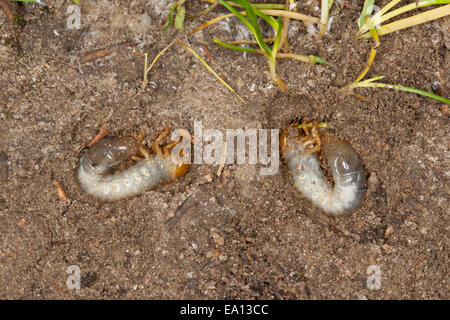 Skarabäen, Skarabäus-Käfer, Larve, Larven, grub, Engerling, Käferlarve, Larve, Blatthornkäfer, Scarabaeidae Blatthornkäfer Stockfoto