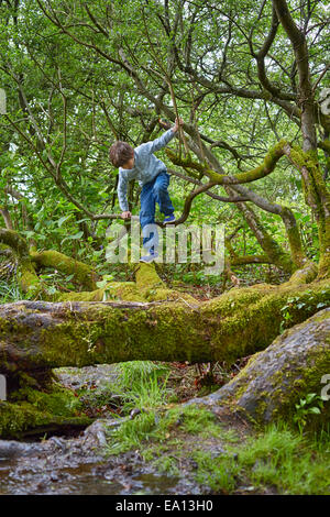 Junge, Klettern auf Bäume im Wald Stockfoto