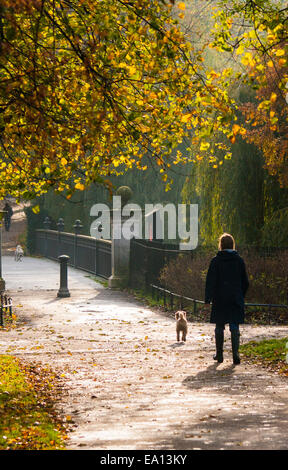 London, UK. 5. November 2014. UK-Wetter. Nach einer Nacht niederländischsprachige aufwachen Londoner lückenhaft Morgensonne als Herold den Ansatz des Winters, mit einigen Meteorologen vorhersagen Extrembedingungen Herbstlaub. Im Bild: Eine Dogwalker genießt die Sonne am Morgen im Regents Park. Bildnachweis: Paul Davey/Alamy Live-Nachrichten Stockfoto