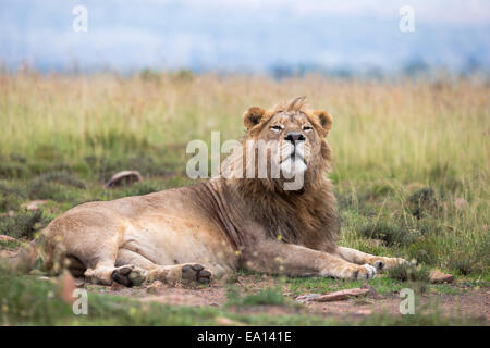 Löwe (Panthera Leo), Mountain Zebra National Park, Eastern Cape, Südafrika Stockfoto