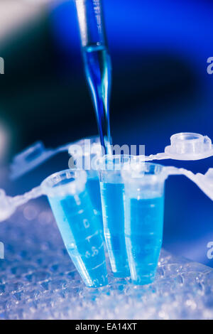 Eppendorf-Röhrchen auf dem Rack und Pipette. Nahaufnahme in Blauton Stockfoto