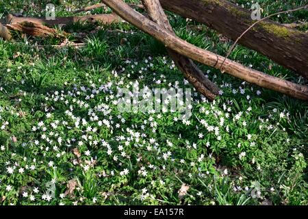 Teppich aus Anemonen im Wald Stockfoto