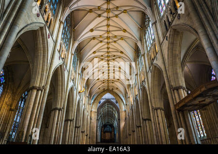 Innenansicht der verzierten Decke des gotischen Kirchenschiffs der York Minster Kathedrale in York, England, Großbritannien. Gewölbtes Dach und Säulen Stockfoto