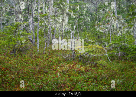 Niedrig wachsende Sträucher und kleine Stände verkümmerte Bäume geschmückt mit Bäumen Flechten im Muskeg, Tongass National Forest, Alaska Stockfoto