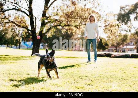 Mann beim Ballspielen mit Hund im park Stockfoto