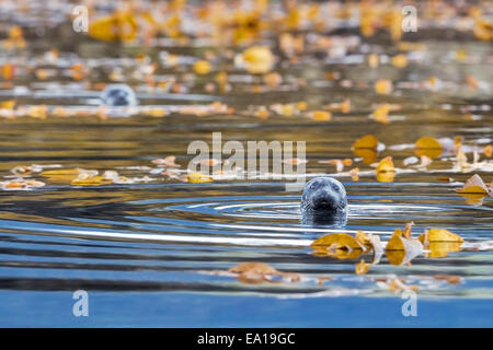 Seehunde (Phoca Vitulina) inmitten der Seetang nahe dem Ufer des Tongass National Forest, Southeast Alaska Abfüllung Stockfoto