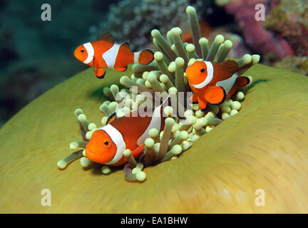 Drei westlichen Clown Anemonenfischen in einer Anemone Stockfoto