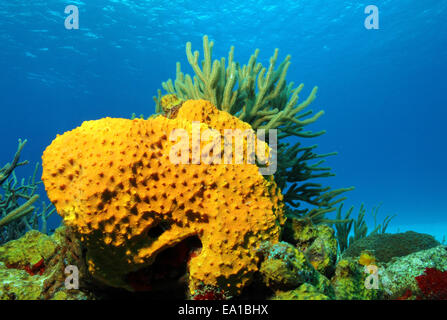 Bunte Korallen gegen Blauwasser Stockfoto