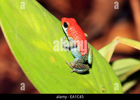 Strawberry Poison-Dart Frog auf einem Blatt Stockfoto