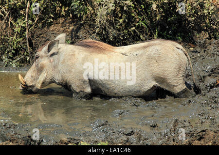 Gemeinsamen Warzenschwein im Schlamm Stockfoto