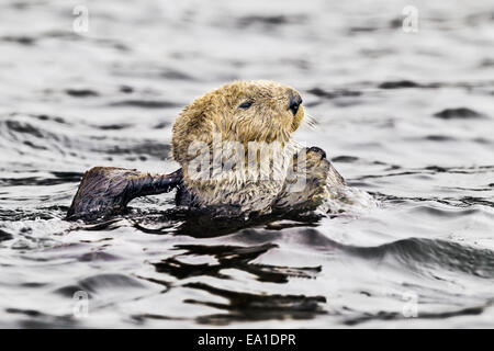 Nördlichen Seeotter Pflege kräftig in das Meer der Küste Alaska Stockfoto