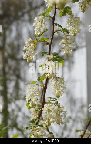 Weiß blühende Johannisbeere Stockfoto