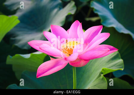 wunderschöne Lotusblüte in Blüte Stockfoto