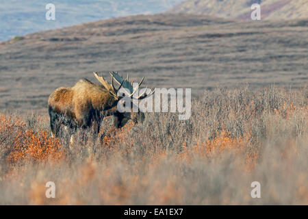 Stehend bis zu 2,1 m an der Schulter ist der Alaska-Elch (Alces Alces Gigas) der größte Hirsch auf dem Planeten. Stockfoto