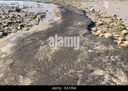 März 2014, nach Stürmen entdeckt alte Torf. Whiteford Punkt, Whiteford Sands, Gower-Halbinsel, Süd-Wales, Vereinigtes Königreich Stockfoto