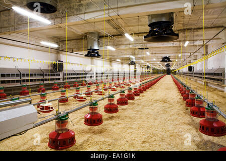 Geflügelfarm Stockfoto
