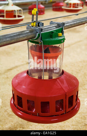 Geflügelfarm Stockfoto