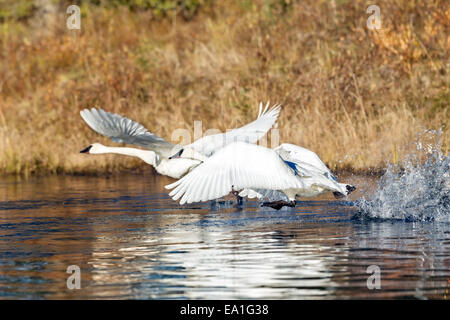 Ein paar der Trompeter Schwan (Cygnus Buccinator) ausziehen aus einem Biber Teich in Alaska Stockfoto