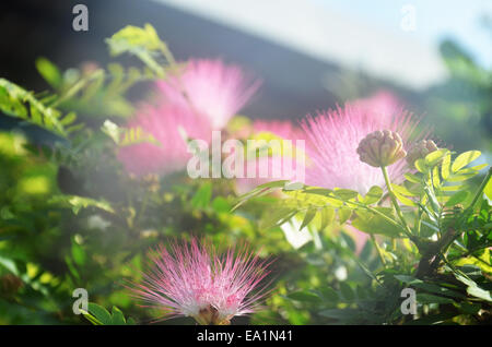 Rosa rote Puderquaste, rothaarig Puderquaste. Rot Puderquaste oder Calliandra Haematocephala Hassk mit Nebel morgens Stockfoto