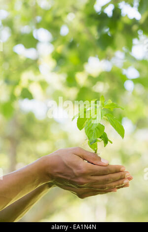 Nahaufnahme der Hände halten junge Pflanze Stockfoto