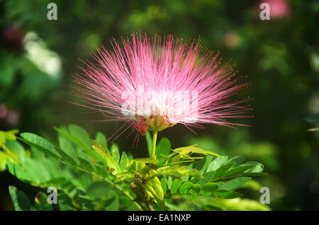 Rosa rote Puderquaste, rothaarig Puderquaste. Rot Puderquaste oder Calliandra Haematocephala Hassk mit Nebel morgens Stockfoto