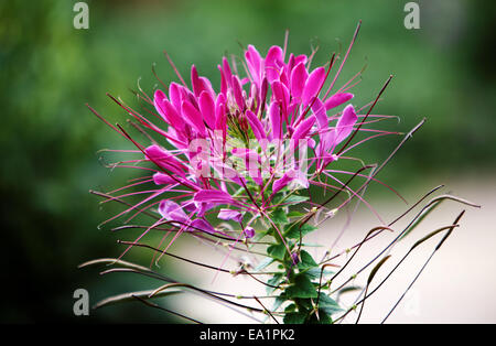 Spider-flower Stockfoto