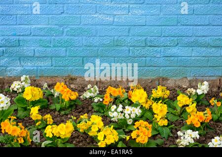 Blumen und blaue Mauer Stockfoto