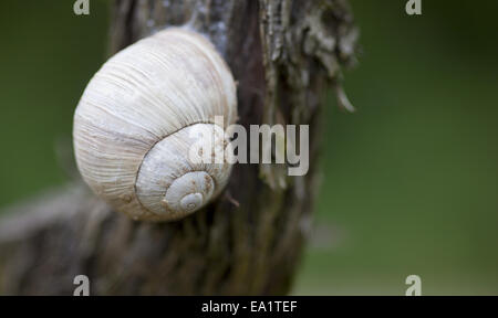 Schnecke auf Rebe Stockfoto