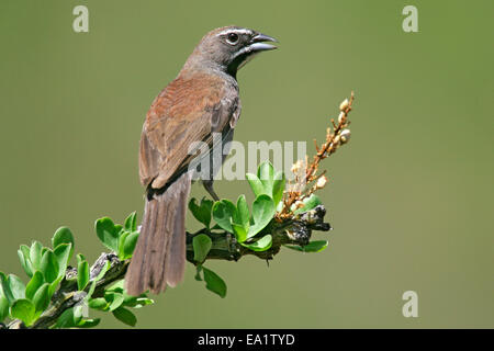 Fünf-gestreiften Sparrow - Amphispiza quinquestriata Stockfoto