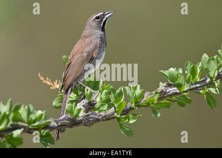 Fünf-gestreiften Sparrow - Amphispiza quinquestriata Stockfoto