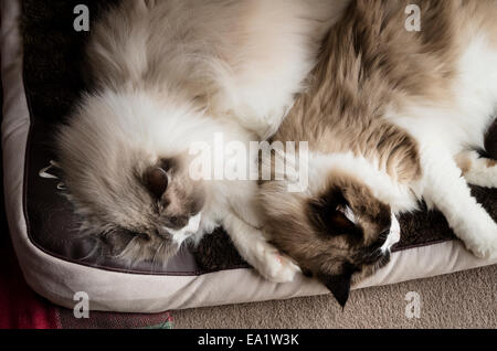 Zwei Ragdollkatzen auf ihrem Bett schlafen Stockfoto