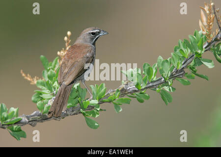 Fünf-gestreiften Sparrow - Amphispiza quinquestriata Stockfoto