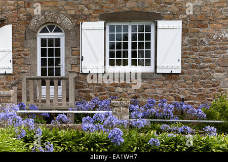 Agapanthus Stockfoto