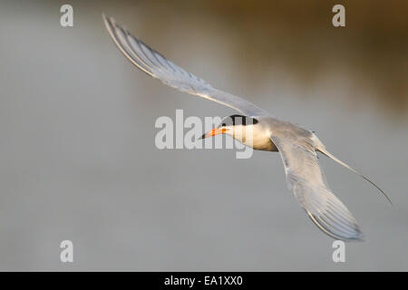 Forsters Tern - Sterna Forsteri - Erwachsene Zucht Stockfoto