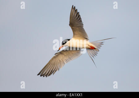 Forsters Tern - Sterna Forsteri - Erwachsene Zucht Stockfoto