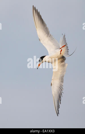 Forsters Tern - Sterna Forsteri - Erwachsene Zucht Stockfoto