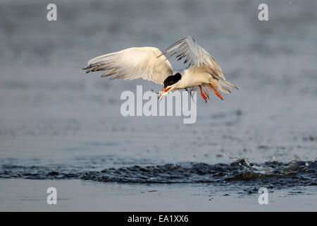 Forsters Tern - Sterna Forsteri - Erwachsene Zucht Stockfoto