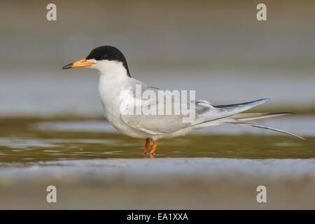 Forsters Tern - Sterna Forsteri - Erwachsene Zucht Stockfoto