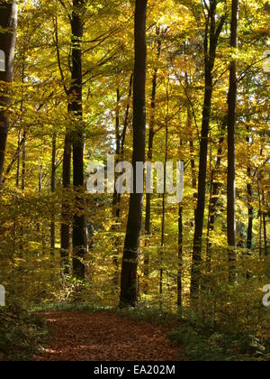 Beech Grove im Herbst Stockfoto