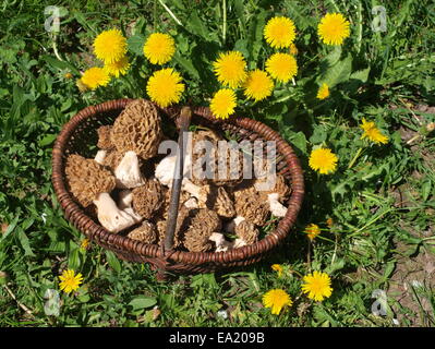 Korb mit gemeinsamen Morcheln - Löwenzahn Stockfoto