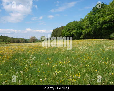 Blumenwiese im Mai-Allgäu-Deutschland Stockfoto